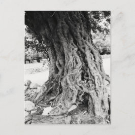 Cartão Postal Tronco da oliveira antiga em fotografia de Grécia