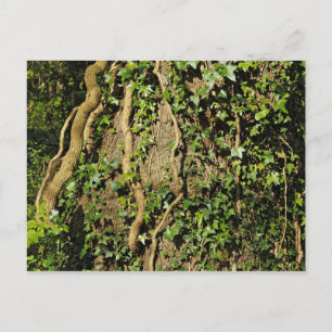 Cartão Postal Tronco de Árvore com Ivy. Blackweir Woods, Cardif