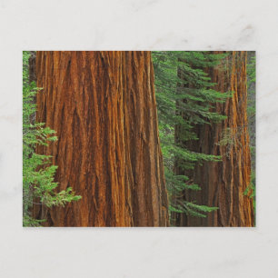 Cartão Postal troncos de sequóia gigante na floresta, Yosemite