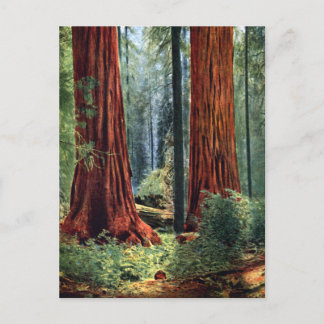 Cartão Postal Troncos gigantes de sequoia