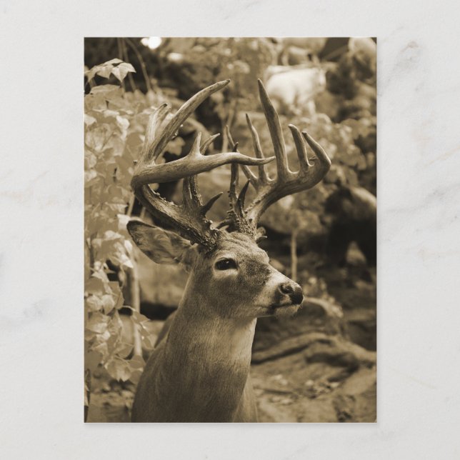 Cartão Postal Trophy Deer (Frente)