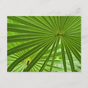 Cartão Postal Tropical