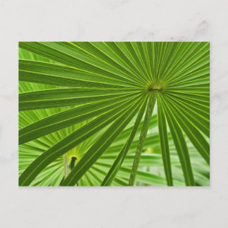 Cartão Postal Tropical