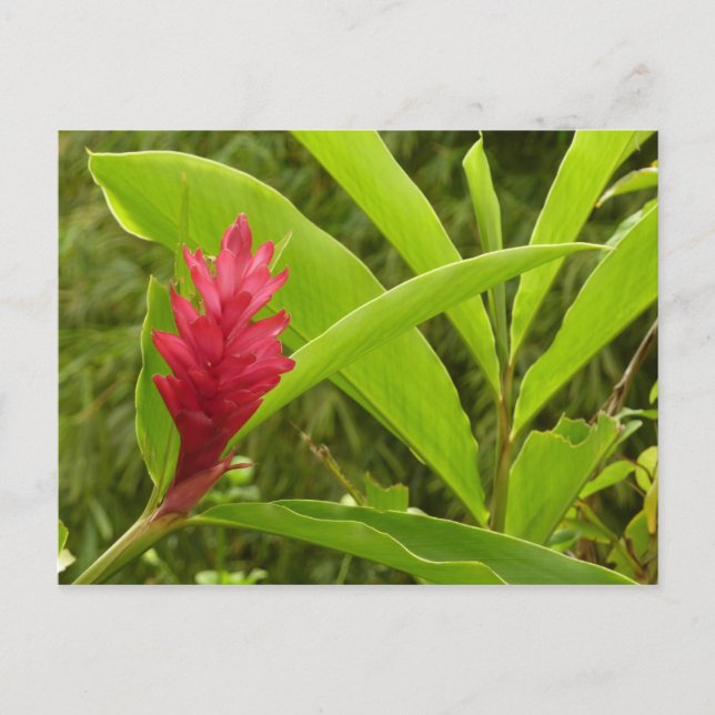 Cartão Postal Tropical de Flor Vermelho Ginger (Alpinia) (Frente)