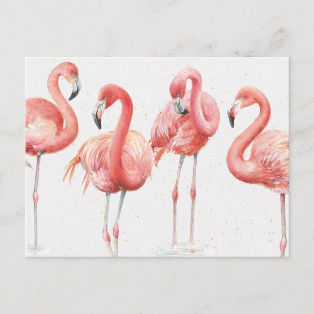 Cartão Postal Tropical | Família de Flamingos (Frente)