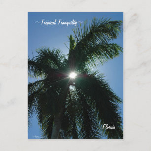 Cartão postal Tropical Flórida