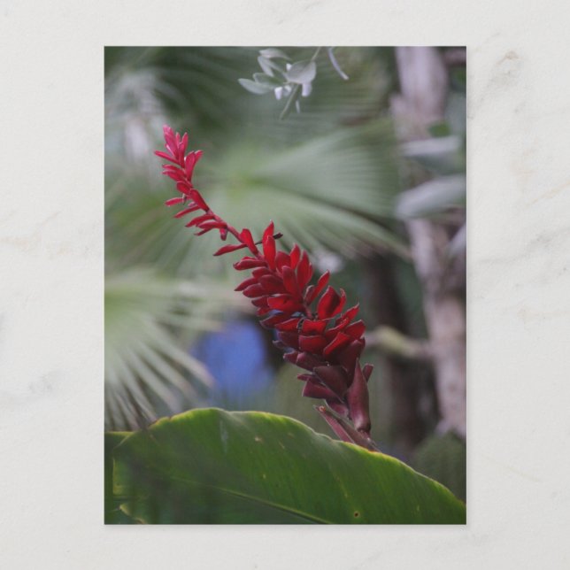 Cartão Postal Trópicos (Frente)