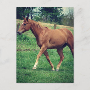 Cartão Postal Trot, Scotch
