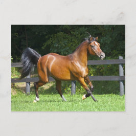 Cartão Postal Trotar árabe polonês do cavalo