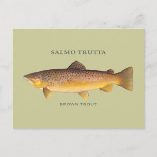 Cartão Postal Trout Brown peixe com ilustração vintage