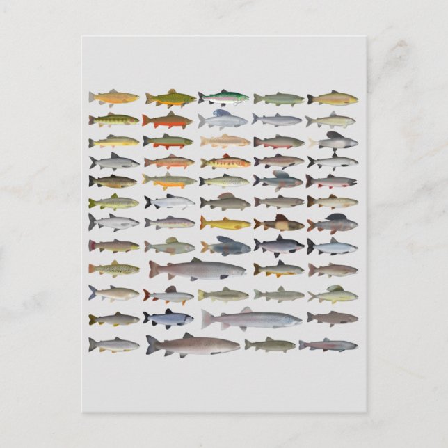 Cartão Postal Trout, Char, Grayling, Hucho e Whitefish Group (Frente)