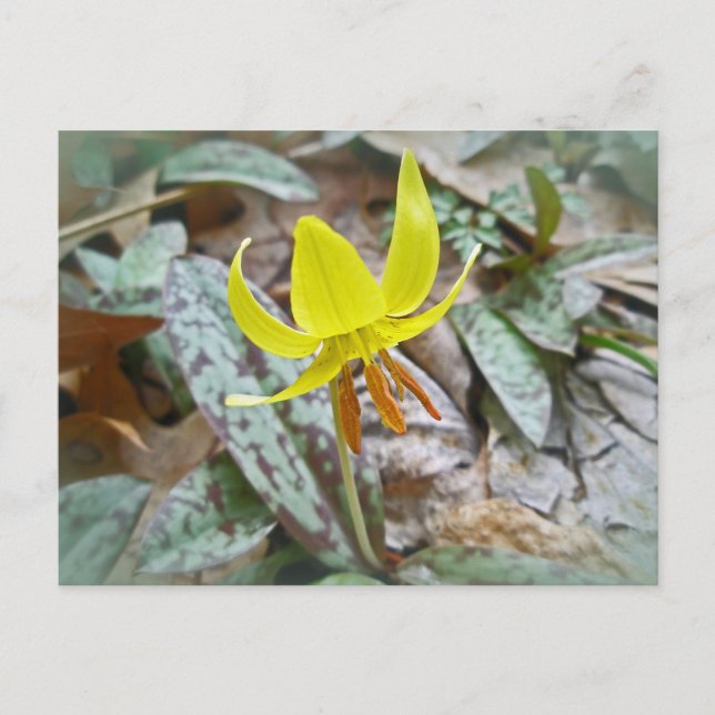 Cartão Postal Trout Lily Wildflower - Erythronium americanum (Frente)