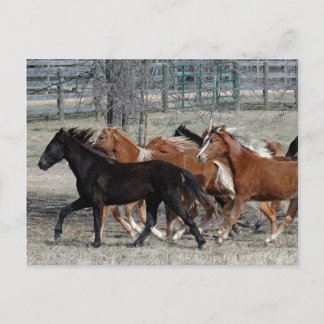 Cartão Postal Trovão de Cavalo