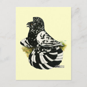 Cartão Postal Trumpeter Pigeon Dark Splash
