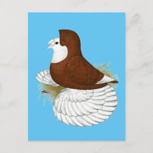 Cartão Postal Trumpeter Pigeon Red Baldhead