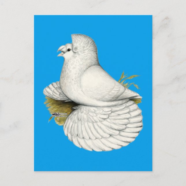 Cartão Postal Trumpeter Pigeon White (Frente)