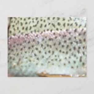 Cartão Postal Truta arco-íris