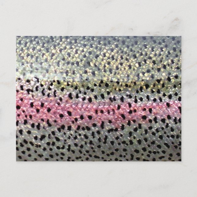 Cartão Postal Truta Arco-Íris por PadrãoWear © (Frente)