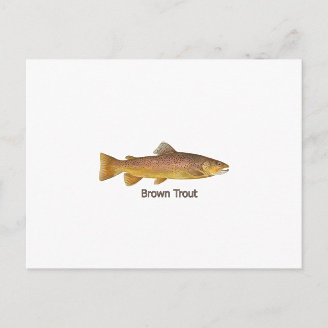 Cartão Postal Truta Brown (com título) (Frente)
