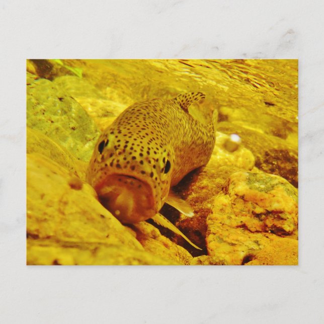 Cartão Postal Truta em fluxo (Frente)