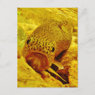 Cartão Postal Truta em fluxo