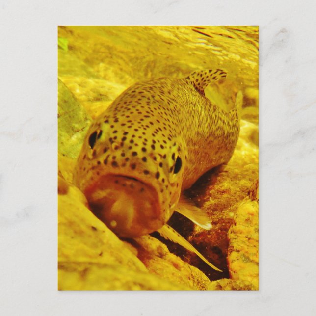 Cartão Postal Truta em fluxo (Frente)