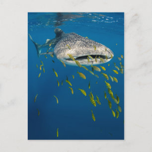 Cartão Postal Tubarão Baleia com peixes, Indonésia
