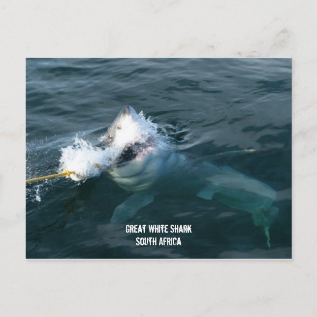 Cartão Postal Tubarão Branco excelente - África do Sul (Frente)