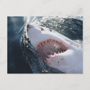 Cartão Postal Tubarão Branco no mar
