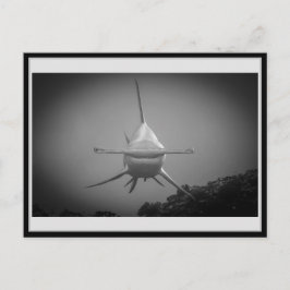 Cartão Postal Tubarão-cabeça-martelo BW 001 Carte postale ハ ン マ 