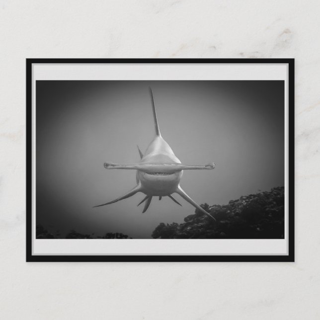 Cartão Postal Tubarão-cabeça-martelo BW 001 Carte postale ハ ン マ  (Frente)