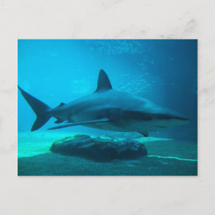 Cartão Postal Tubarão-dusky (Carcharhinus Obscurus), Ushaka