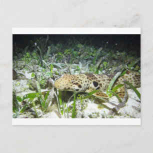 Cartão Postal Tubarão-pauleta ambulante nas ilhas Raja Ampat