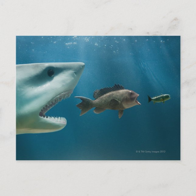 Cartão Postal Tubarão perseguindo o robalo que persegue juvenis (Frente)