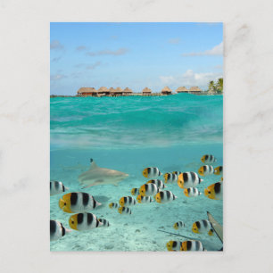 Cartão Postal Tubarão perseguindo peixes na lagoa de Bora Bora