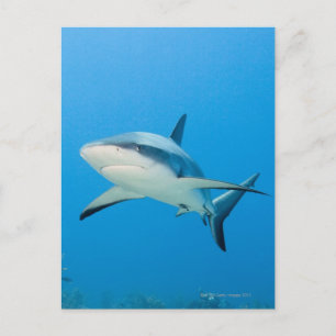 Cartão Postal Tubarão-recife-Caribe (Carcharhinus perezi)