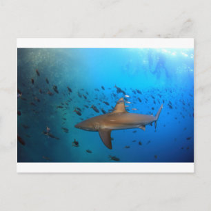 Cartão Postal Tubarão-recife das Galápagos