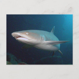 Cartão Postal Tubarão-recife Whitetip