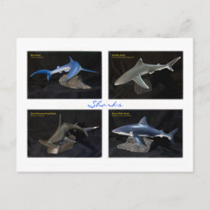Cartão Postal Tubarões
