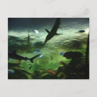Cartão Postal Tubarões
