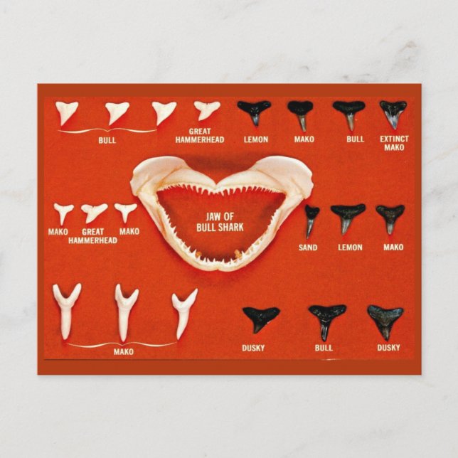 Cartão Postal Tubarões da Florida (Frente)