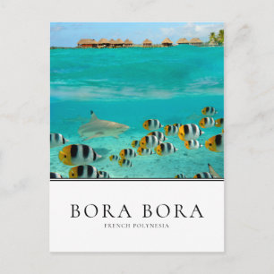 Cartão Postal Tubarões e peixes em Bora Bora, Polinésia France