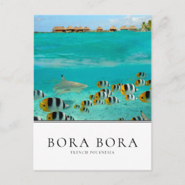 Cartão Postal Tubarões e peixes em Bora Bora, Polinésia Francesa