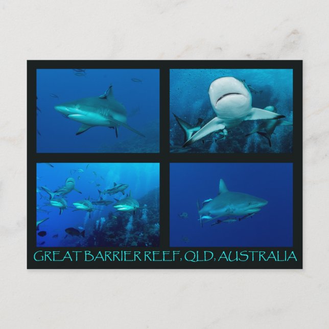 Cartão Postal Tubarões-recifes do mar de coral (Frente)