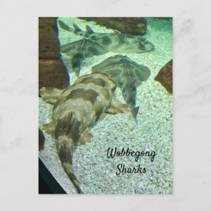 Cartão Postal Tubarões Wobbegong