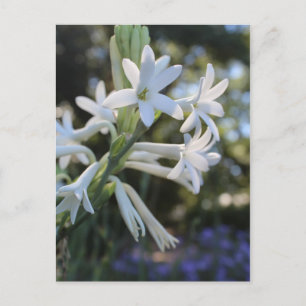 Cartão Postal Tuberose mexicana nº 1