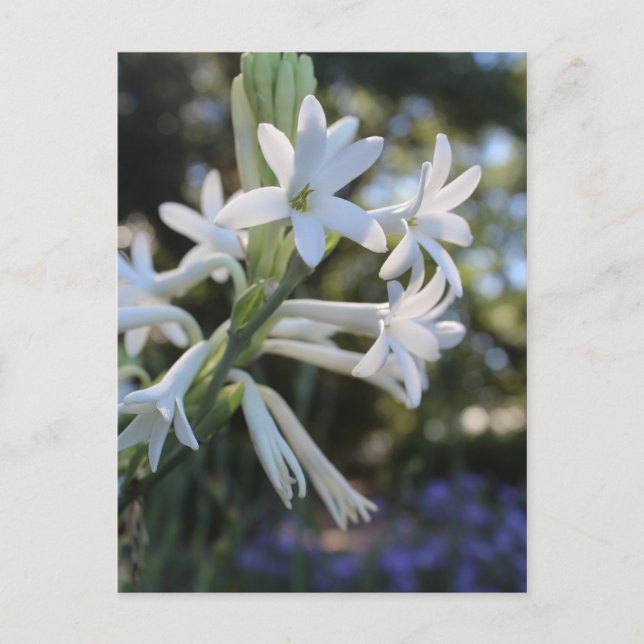 Cartão Postal Tuberose mexicana nº 1 (Frente)