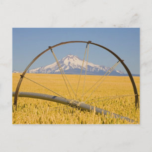 Cartão Postal Tubo de irrigação no campo