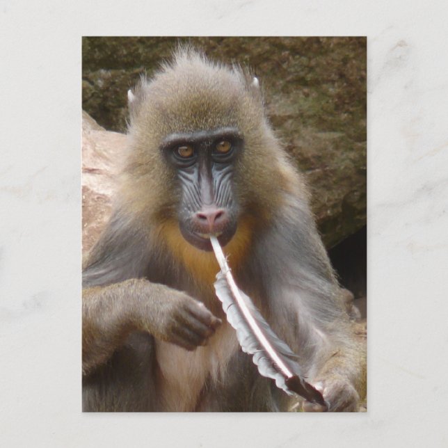 Cartão Postal Tubo de paz (Frente)