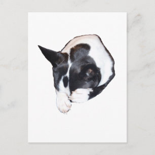 Cartão Postal Tubo - Dormir